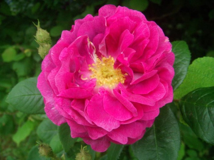 Fullt utslagen rosa ros med tydliga färgteckningar omgiven av gröna blad och knoppar.