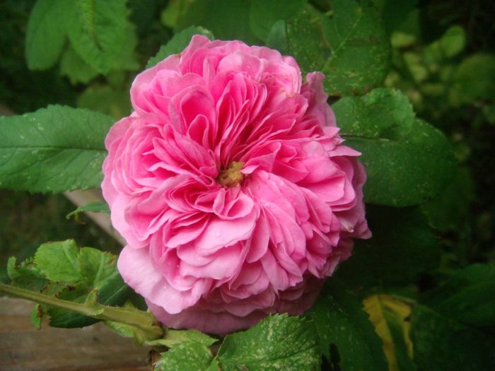 Rosa gammaldags ros med flera lager av kronblad och tydliga färgteckningar, omgivet av gröna blad.