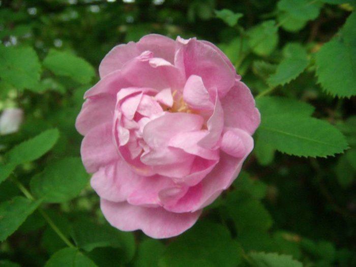 Fullt utslagen rosa blomma med tydliga färgteckningar på grön lövverksbakgrund.