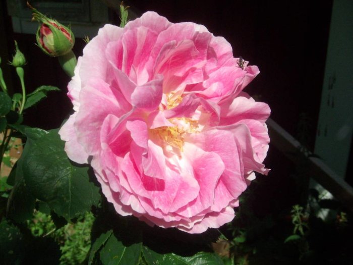 Fullt utslagen rosa ros med tydliga färgteckningar och en knopp i bakgrunden.