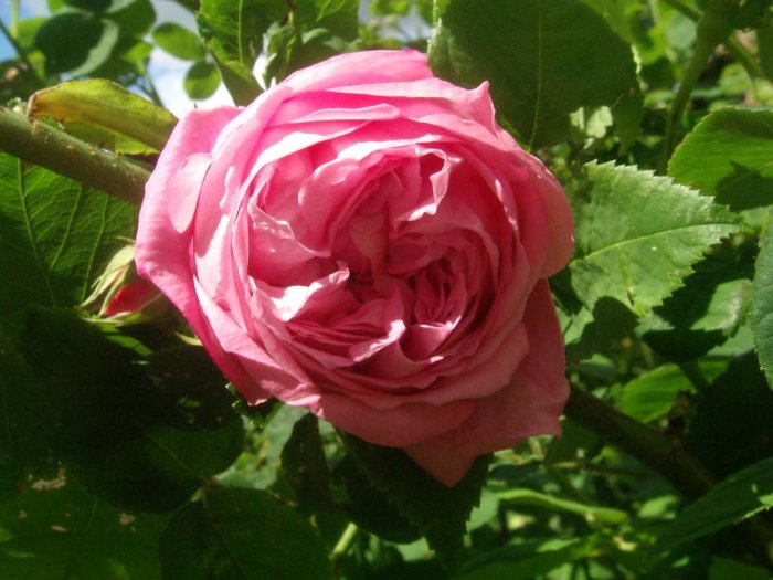 Närbild av en fullt utslagen rosa ros med tydliga färgteckningar och gröna blad i bakgrunden.