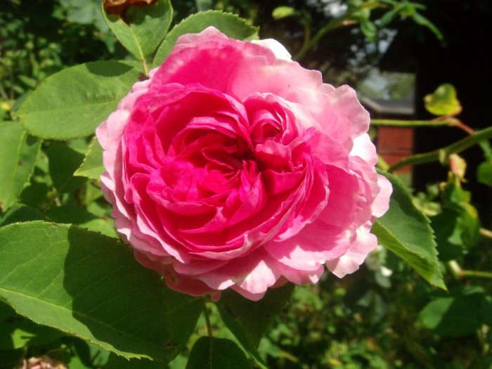 Närbild på en fullt utslagen rosa ros med detaljerade färgteckningar och gröna blad.