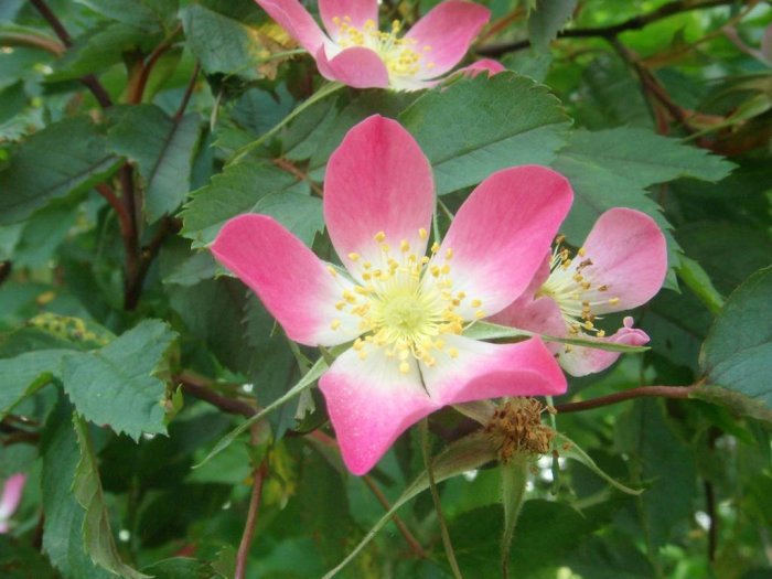 Rosa blommor med gul mitt och tydliga färgteckningar, liknande nummer 20 i inlägg.