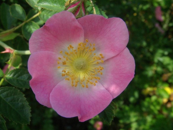 Nyutslagen rosa blomma med gula ståndare, liknande bild nr 18 i tråden.