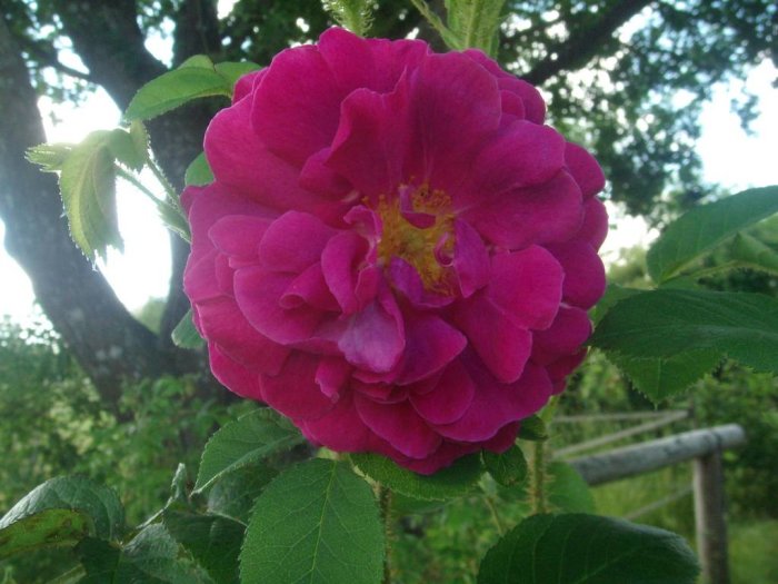 Närbild på en fullt utslagen rosa ros med tydligare färgteckningar och gröna blad, i ett trädgårdsmiljö.