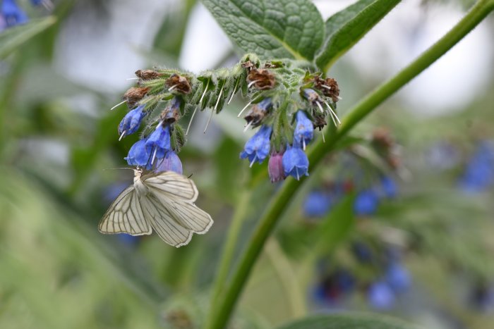 Svartribbad vitvingemätare fjäril på blå blommor med suddig grön bakgrund