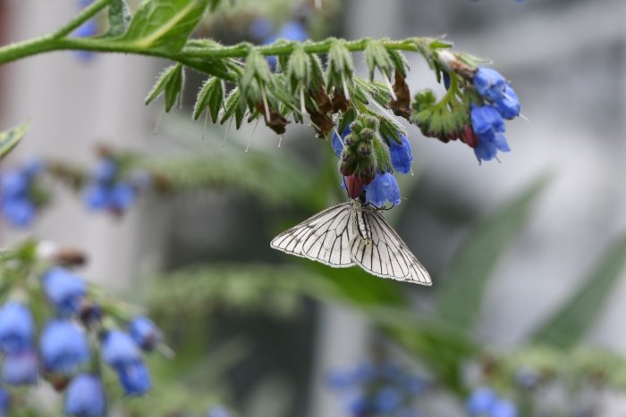 Vitvingemätare på blå blommor med gröna blad i suddig bakgrund.