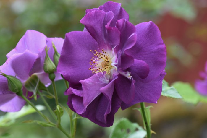 Rosen 'Rhapsody in Blue' med lila blommor och knoppar i fokus mot suddig bakgrund.