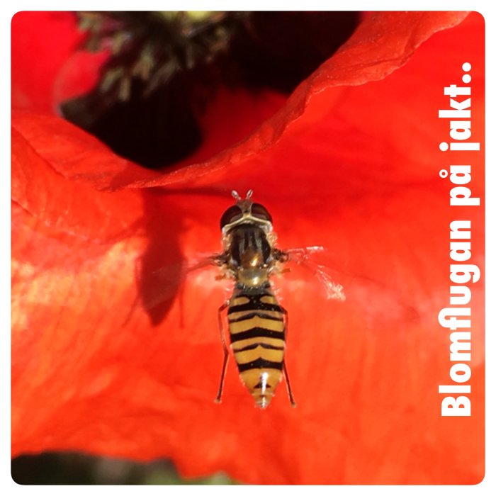 Blomfluga med svart-gula ränder på en röd blomblad.