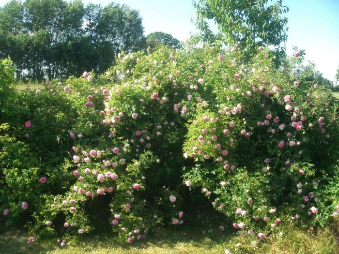 Trädgårdsbild med lummig rosenbuske i full blom under soligt väder.