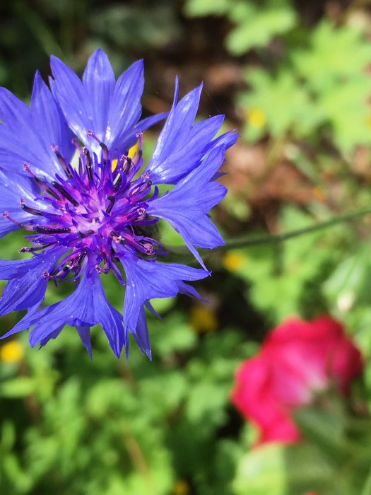 Närbild av en blåklintblomma med lila kronblad och synliga ståndare, otydlig grön bakgrund.