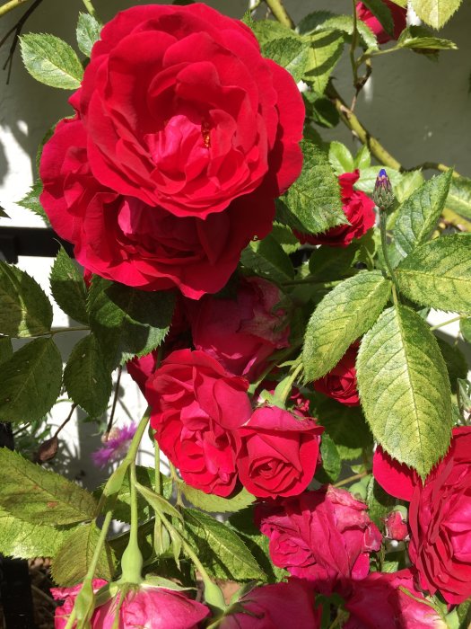 Röda blommande Flammentanzen rosor med gröna blad i trädgården.