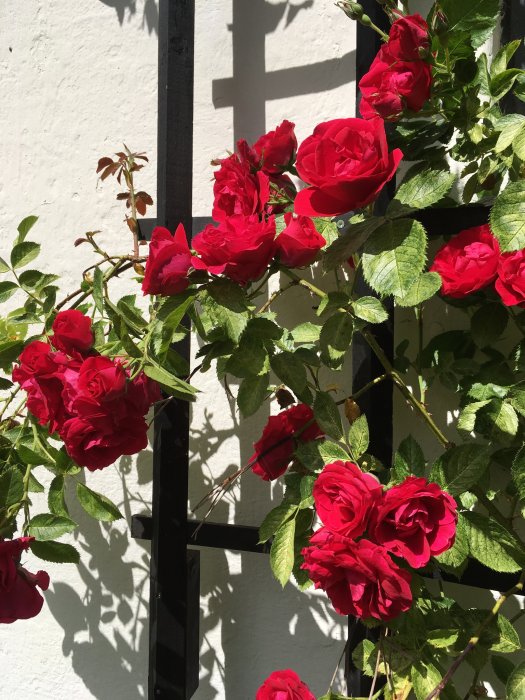 Röda klätterrosor 'Flammentanzen' på en svart spaljé mot en vit vägg.