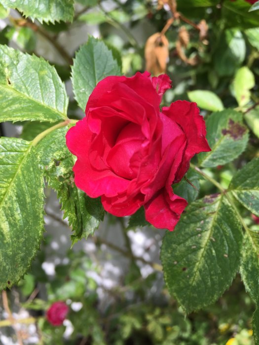 Närbild på en blommande röd Flammentanzen-ros med gröna blad och spaljé i bakgrunden.