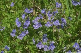 Blå blommor av Veronika i grönt gräs, som hyllas som vackra i diskussionstrådens inlägg.