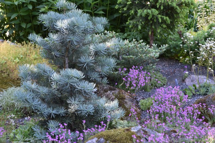 Miniatyr barrväxter Abies koreana och Abies concolor i grusparti med rosa Erinus alpinus.
