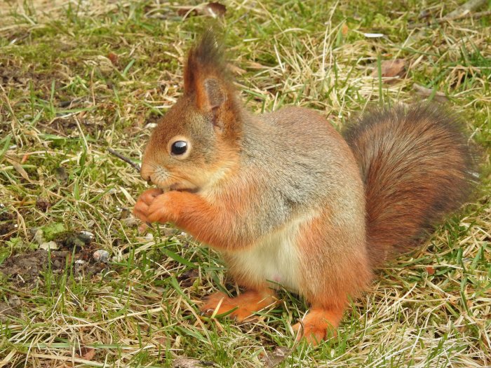Ekorre sitter på gräset och äter, med tydlig brunröd päls och buskig svans.