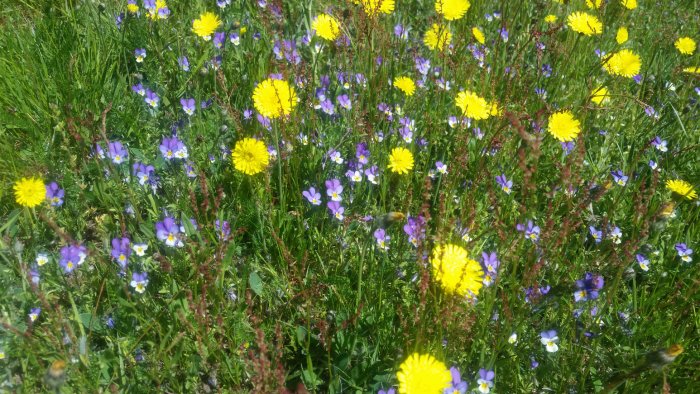 Oväxt gräsmatta med blandade vilda blommor inklusive gula maskrosor och blå blåsippor.