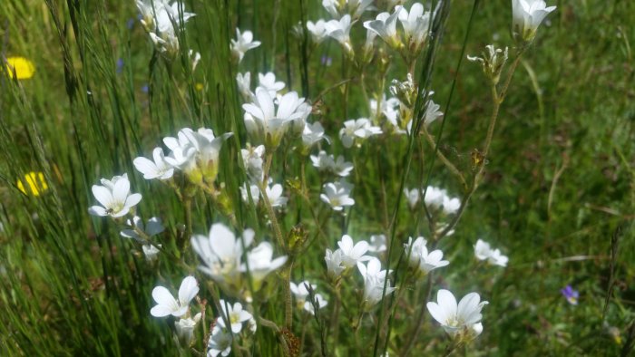 Vitblommande vilda växter som växer fritt på en gräsmatta i solljus.