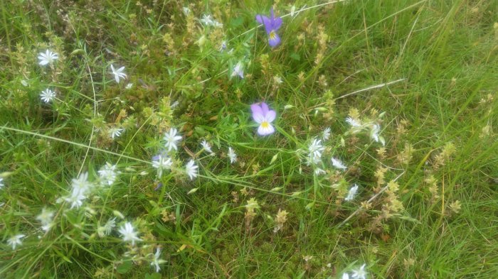 Vildvuxen gräsmatta med olika arter inklusive lila viol och vita blommor.