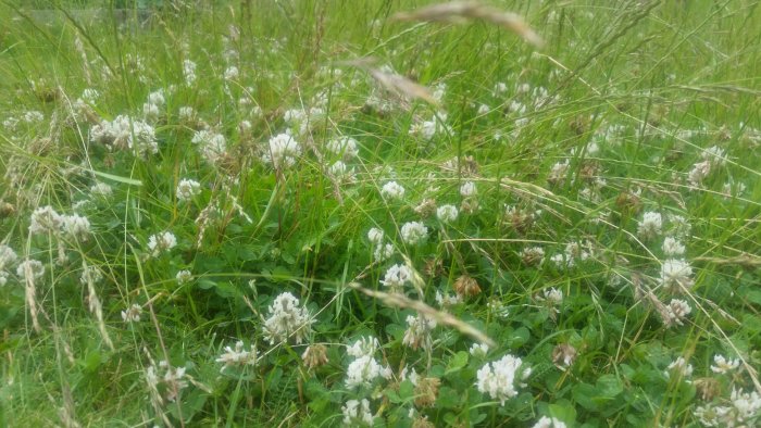 Vildvuxen gräsmatta med olika gräsarter och vita klöverblommor.