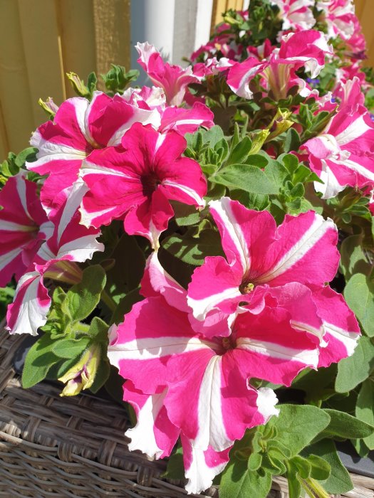 Randigt rosa och vita petunior i full blom i en blomlåda under soligt väder.