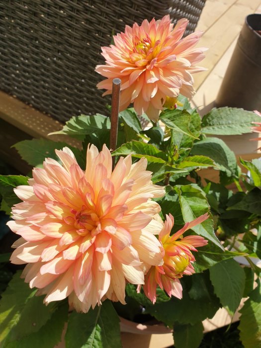 Stora, rosa och gula dahliablommor i full blom mot en bakgrund av gröna blad och en flätad stol.