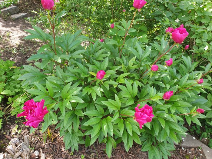 Vinröda pionblommor och knoppar med gröna blad i en trädgård.