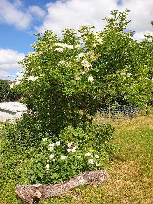 Blommande fläderbuske över prästkragar och grönska med en gammal trädstam i förgrunden.
