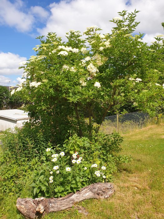 Gamla trädstam framför buskage med syren och fläder, potentiellt insektshotell i naturlig miljö.