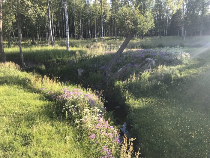 Blommande ängsblommor i trädgårdsrabatter med björkar i bakgrunden och solljus.