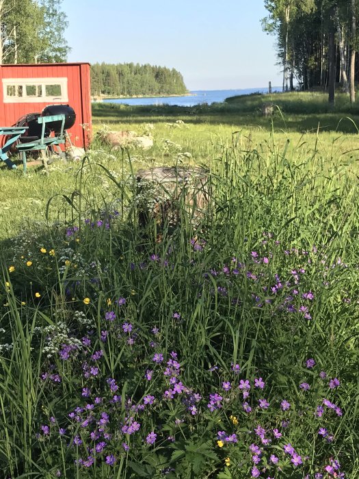 Blomstrande rabatt med lila ängsblommor framför en röd stuga och havsutsikt.