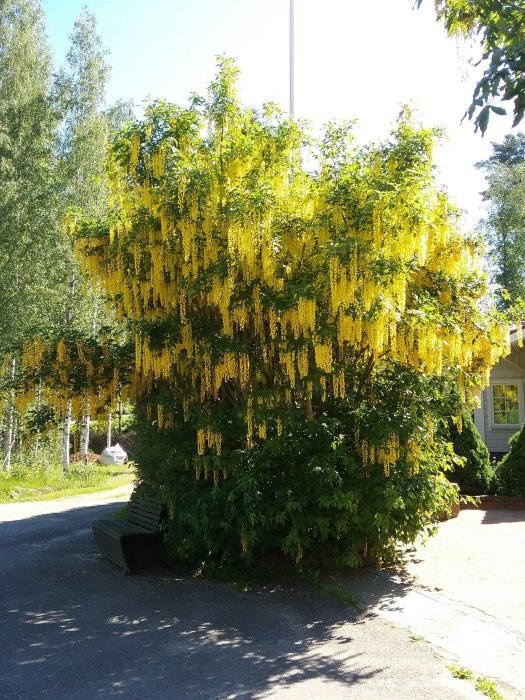 Lummigt träd med hängande gula blomsterraketer som liknar guldregn i full blom, framför ett hus och en parkbänk.