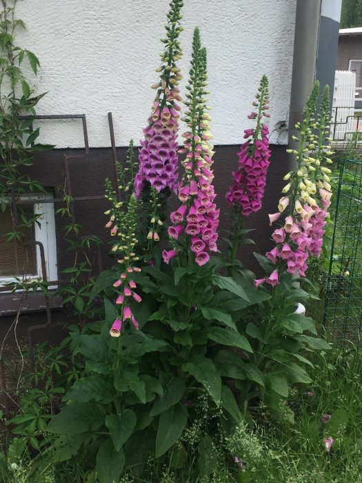 Digitalisväxter med lila och krämfärgade blommor i en trädgård framför en vit husvägg.