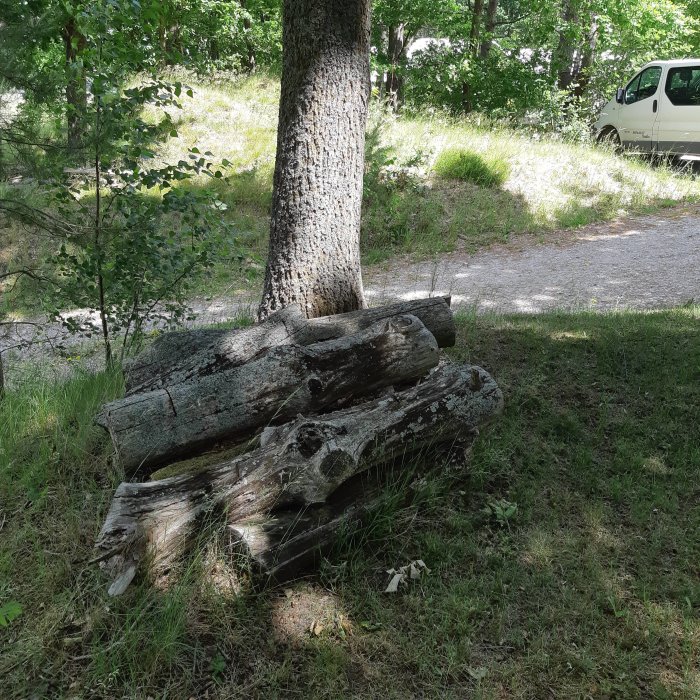 Gammal ekstam och rötad tallved i gräsmark, framför levande träd och parkerad bil i bakgrunden.