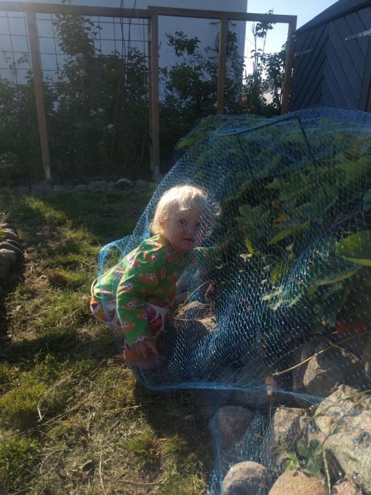 Barn leker i trädgården bland växter skyddade av ett nät.