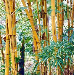bambu_bambusa2.jpg