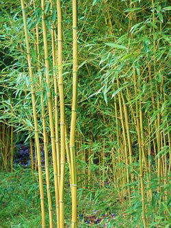 Bambu_Phyll_aurea.jpg