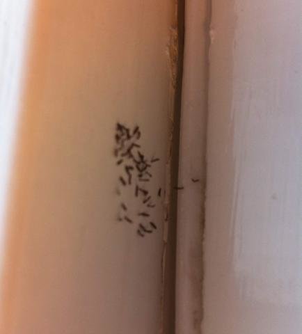 mold2.jpg