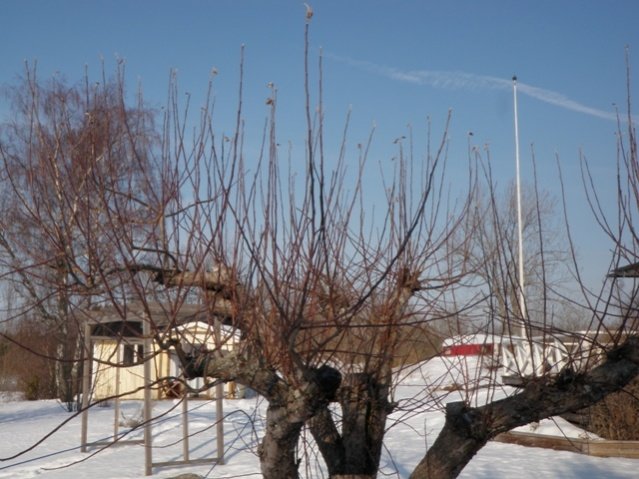 Vinter 012.jpg