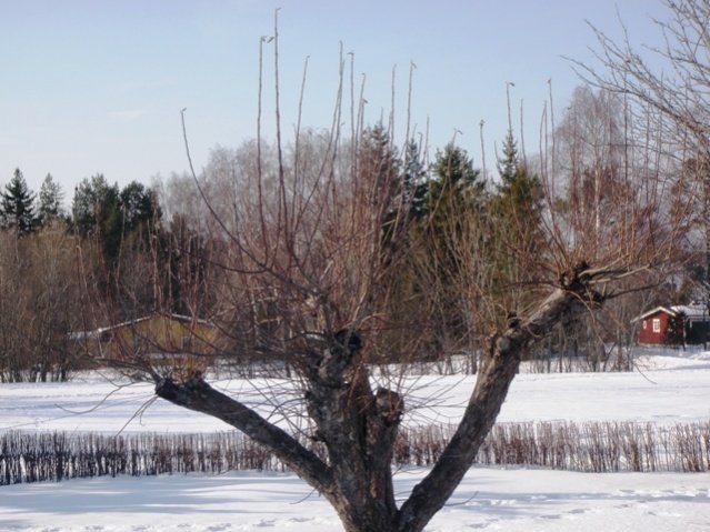 Vinter 010.jpg