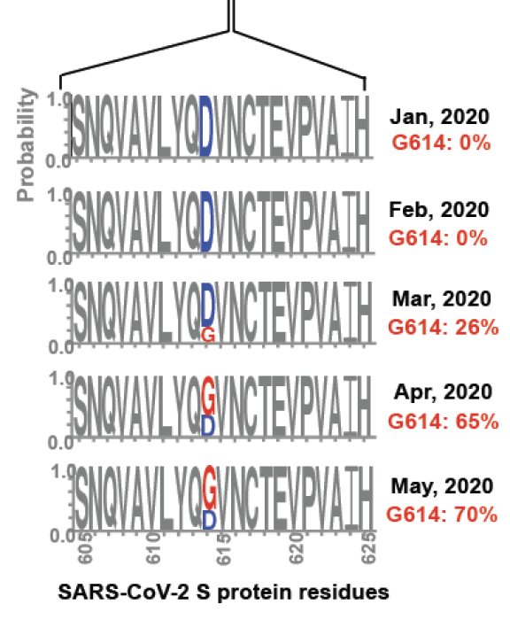 Graf som visar ökande frekvens av G614-mutationen i SARS-CoV-2 S-protein från januari till maj 2020.