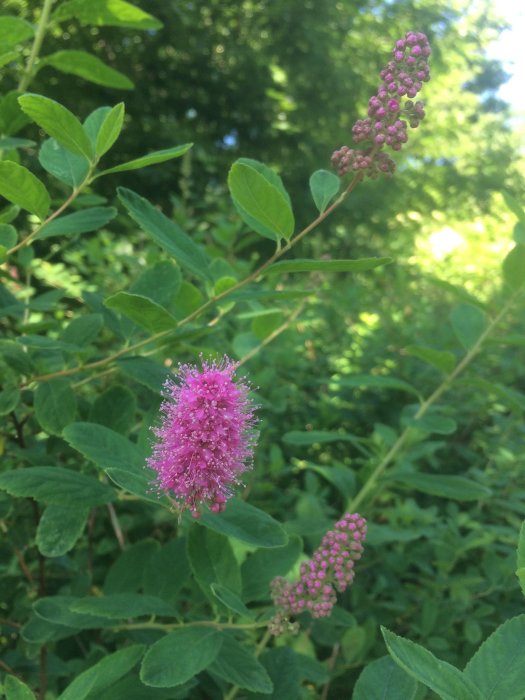 Rosa klasespirea blomma i förgrunden med gröna blad och suddig grönska i bakgrunden.