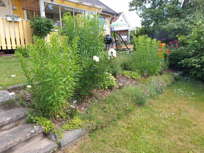 Solig trädgårdsrabatt med blandade blommor och höga gröna vippor framför ett gult hus.