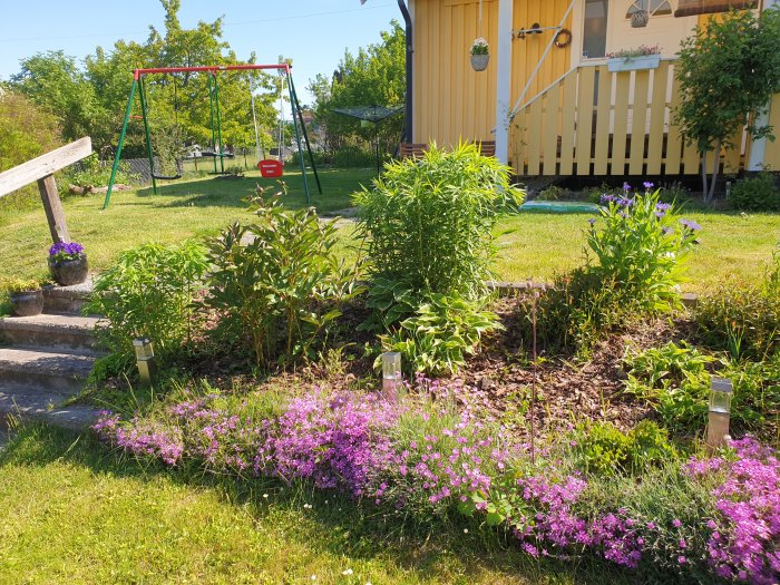 Solig trädgårdsrabatt med blandade blommor, inklusive lila bergsklint och pioner, framför gungställning och hus.