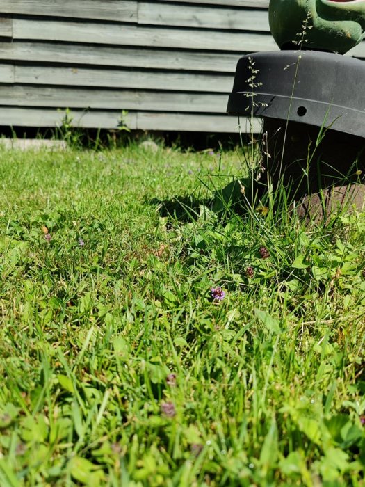 Gräsmatta med vilda blommor framför en sommarstuga och en del av en svart behållare.