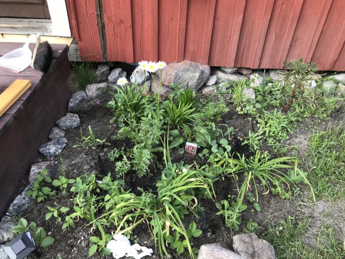 Blomsterrabatt med perenner och nysådda sommarblommor vid rött trähus och stenkanter.