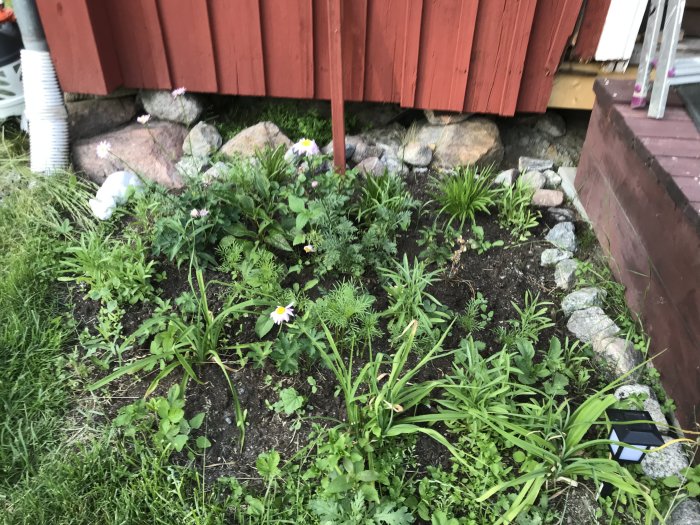 Rabatter med blandning av sommarblommor och perenner nära röd stuga och stenar.