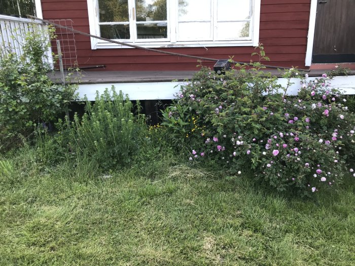 Rabatter med perenner och nyutspruckna sommarblommor framför ett rött hus med vita fönster.