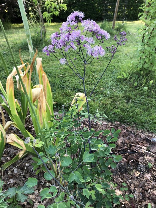 Aklejruta med lila blommor och gröna blad i en trädgård, omgiven av andra gröna växter.